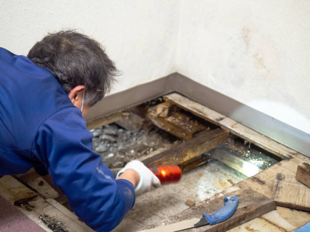 Best Toxic Mold Removal  in Herculaneum, MO