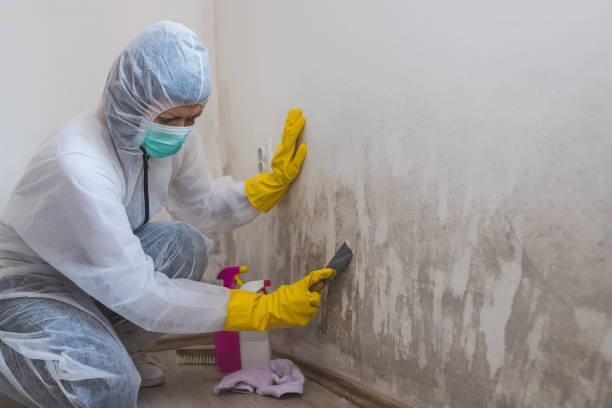 Best Black Mold Removal  in Herculaneum, MO