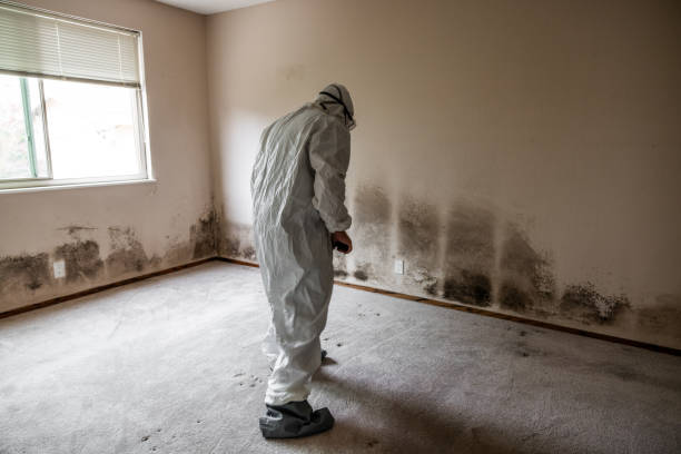 Best Crawl Space Mold Removal  in Herculaneum, MO