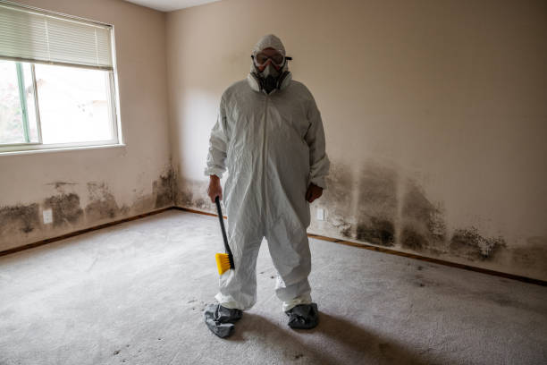 Best Residential Mold Removal  in Herculaneum, MO