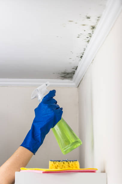 Best Crawl Space Mold Removal  in Herculaneum, MO
